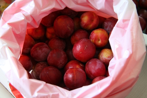Just picked plums